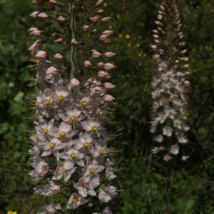 Eremurus robustus